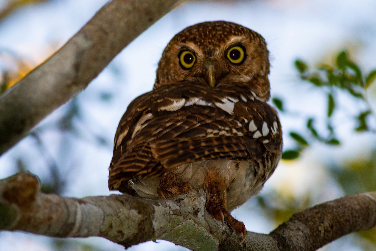 African Barred Owlet - ML247591891