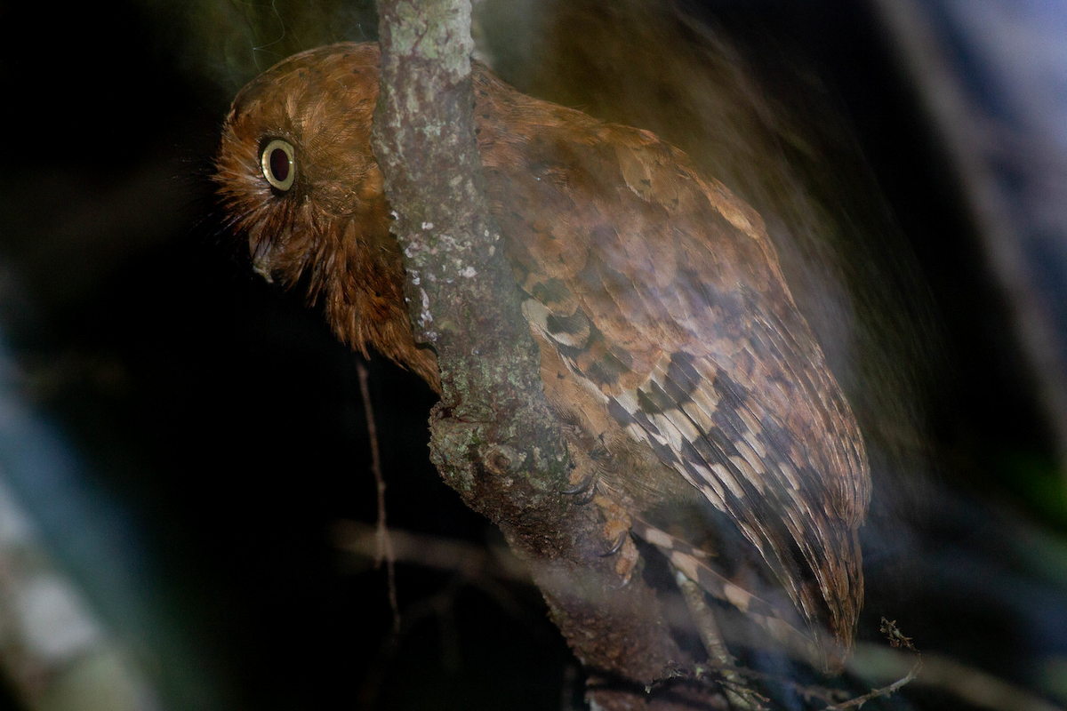 Sokoke Scops-Owl - Robert Tizard