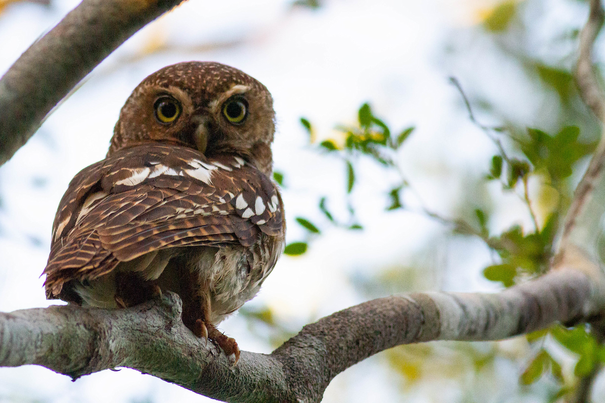 African Barred Owlet - ML247592041