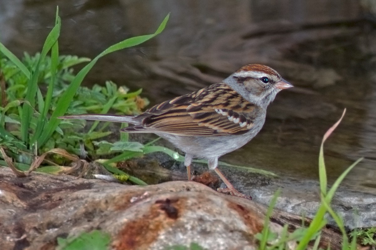 Chipping Sparrow - Edward Plumer