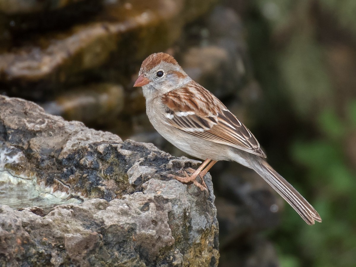 Field Sparrow - Edward Plumer