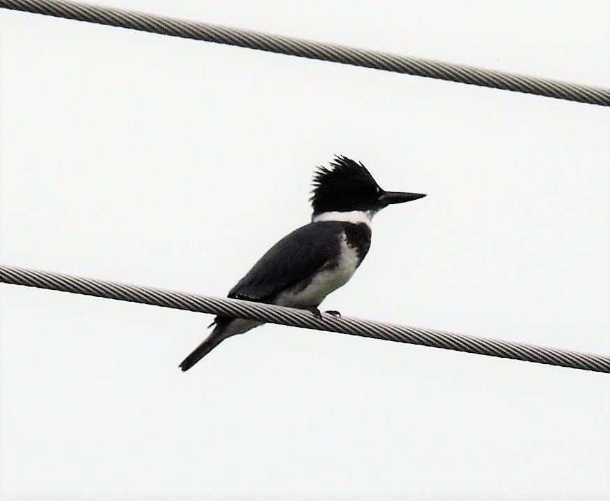 Belted Kingfisher - ML247597671