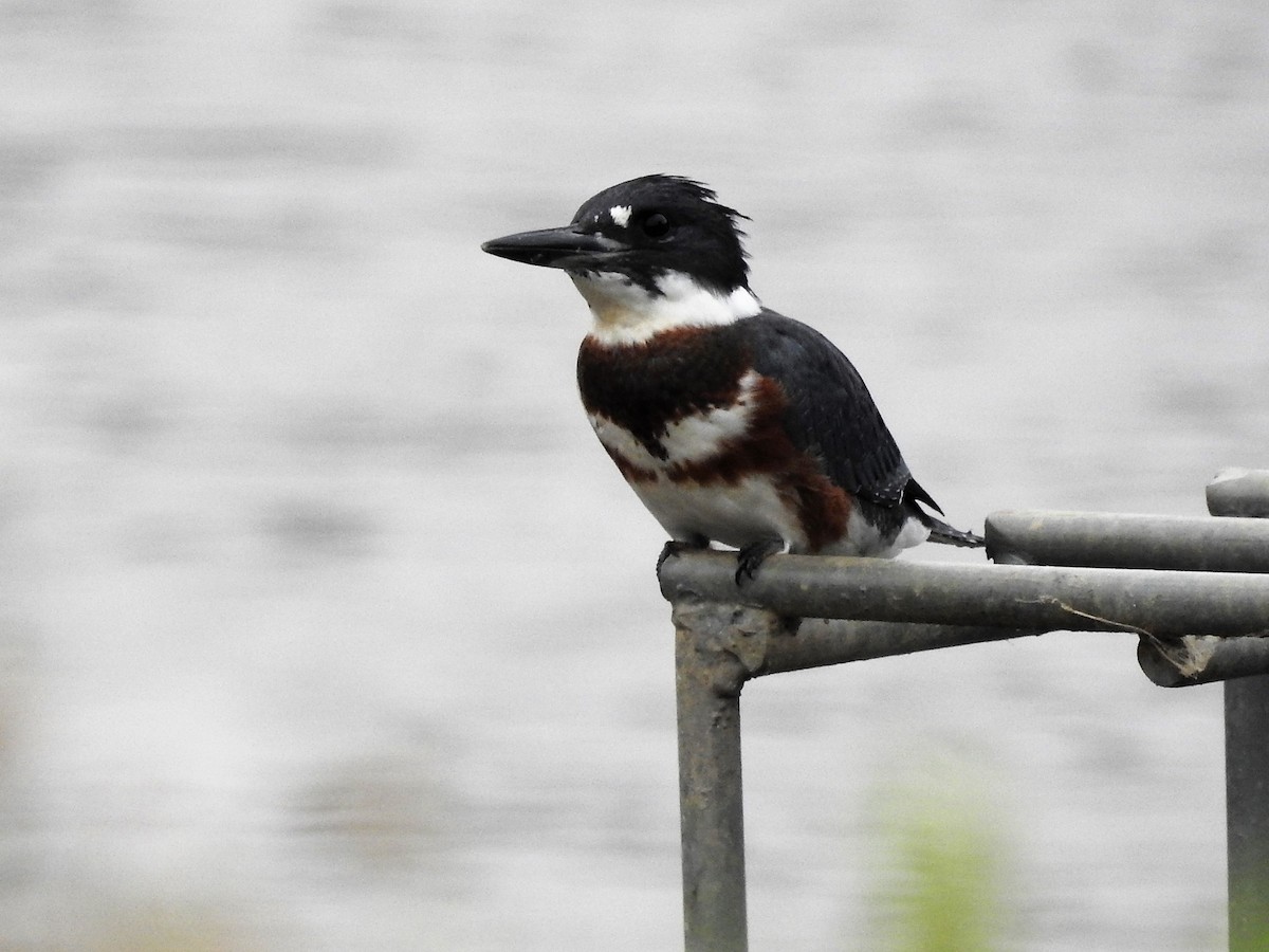 Belted Kingfisher - ML247597701