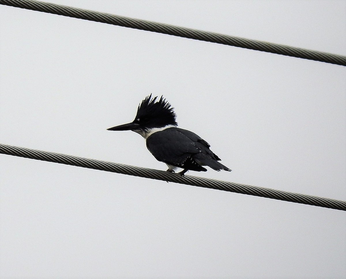 Belted Kingfisher - ML247597781