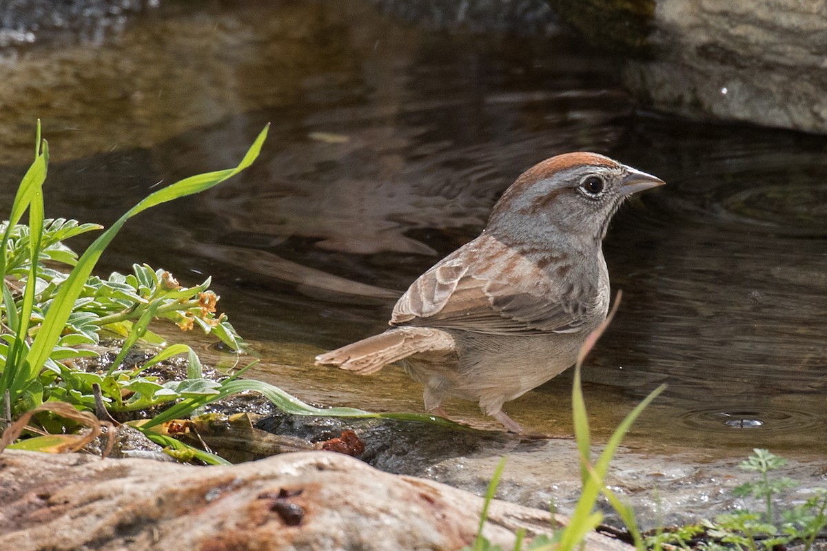 Rufous-crowned Sparrow - ML24759801