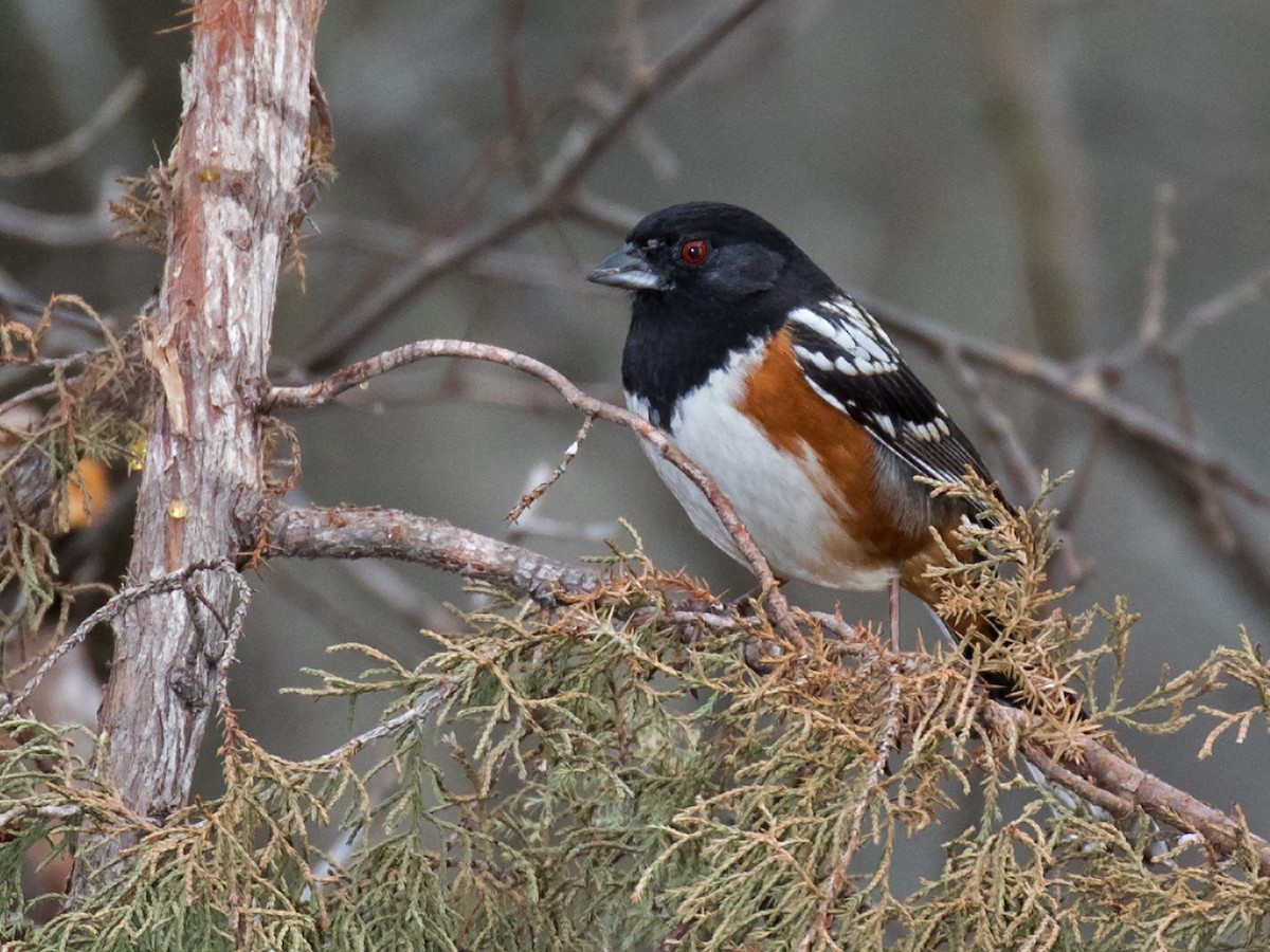 Spotted Towhee - ML24759811