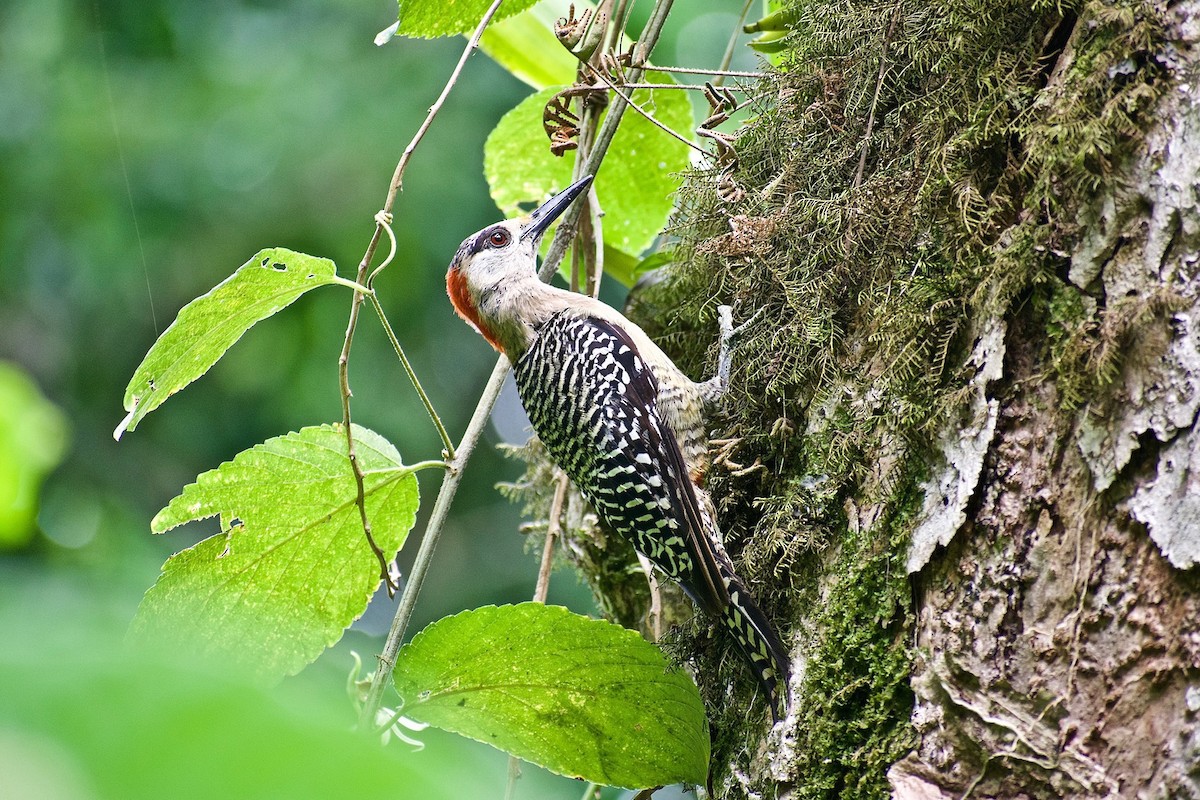 West Indian Woodpecker - Roberto Jovel