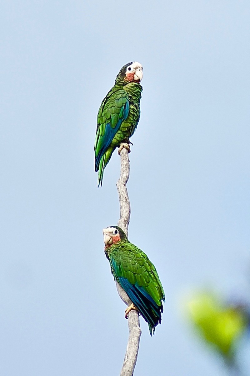 Cuban Parrot (Cuban) - Roberto Jovel