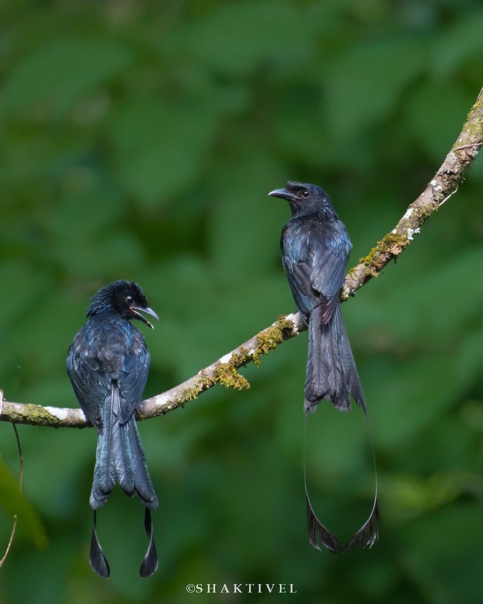 Greater Racket-tailed Drongo - Shakti - Tribesmen.in