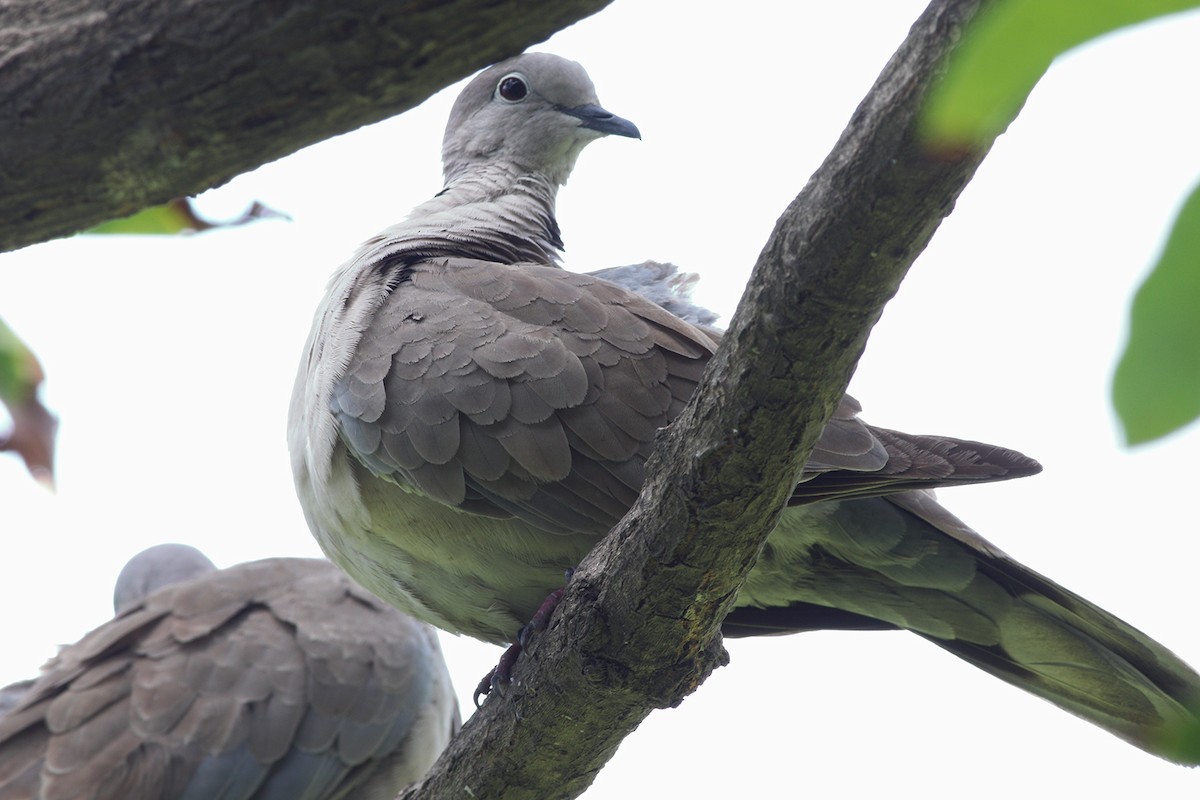 Eurasian Collared-Dove - Dibyendu Ash