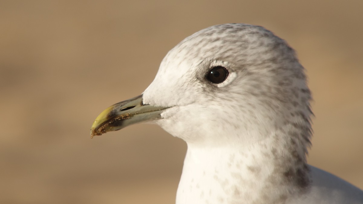 Common Gull (European) - Craig Reed