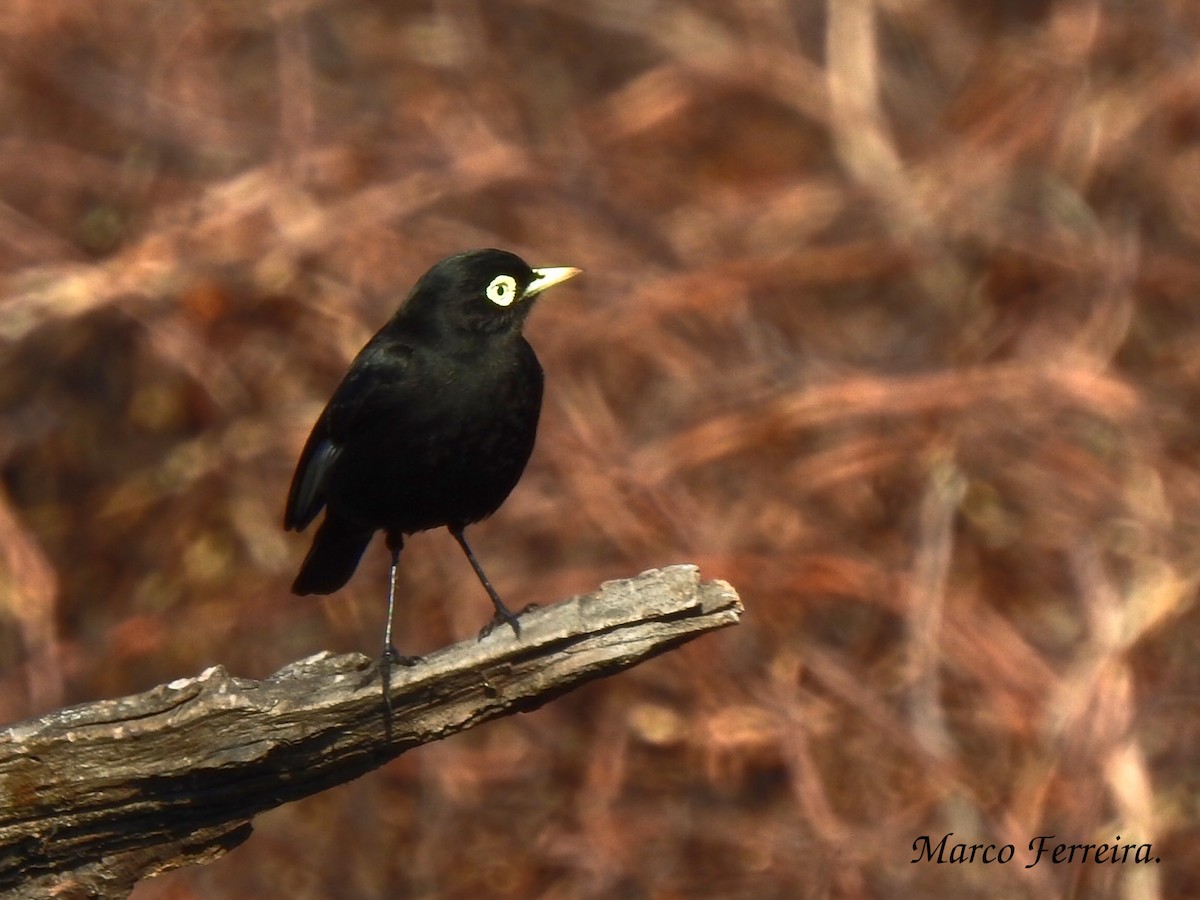 Spectacled Tyrant - Marco  Ferreira