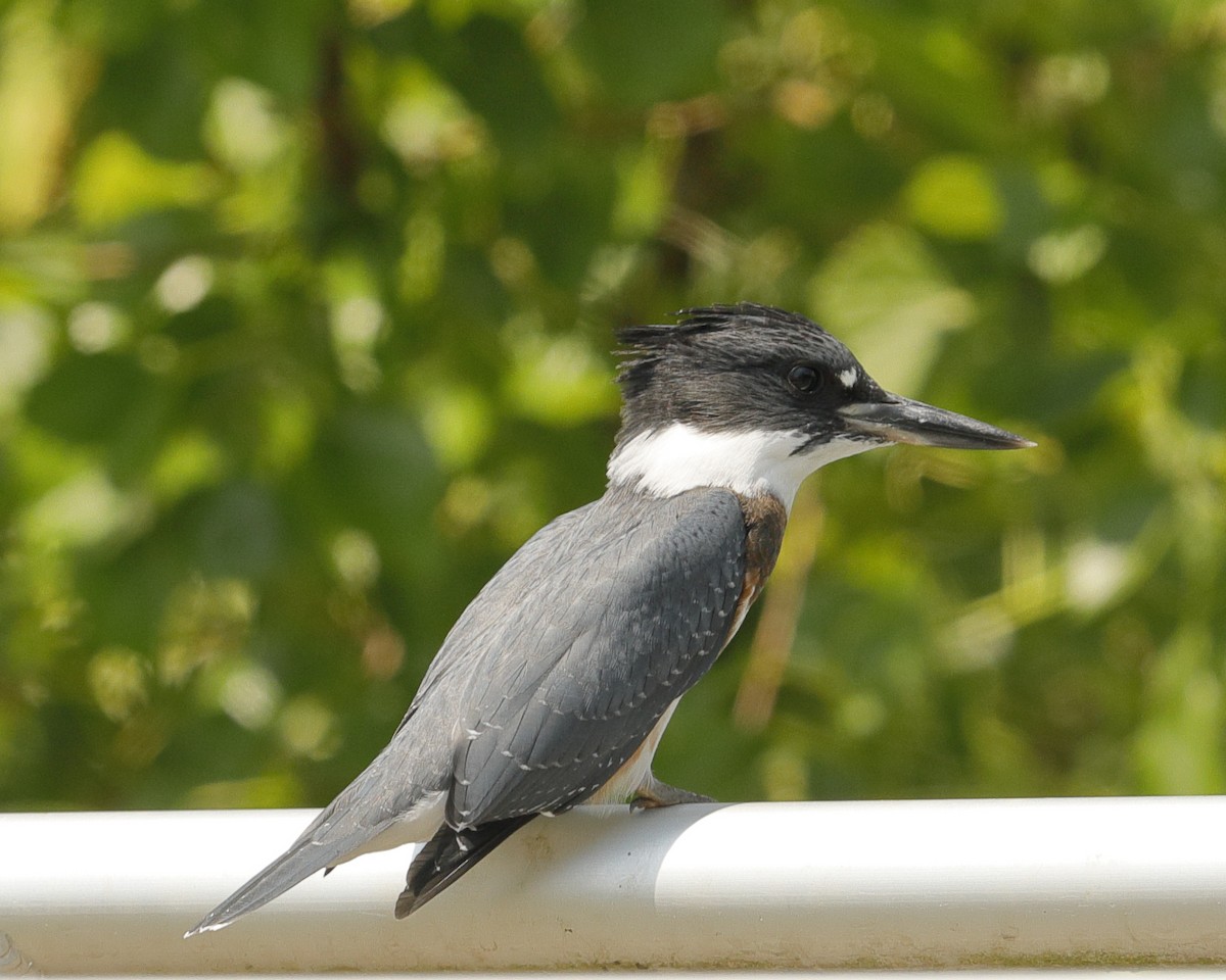 Belted Kingfisher - ML247615551