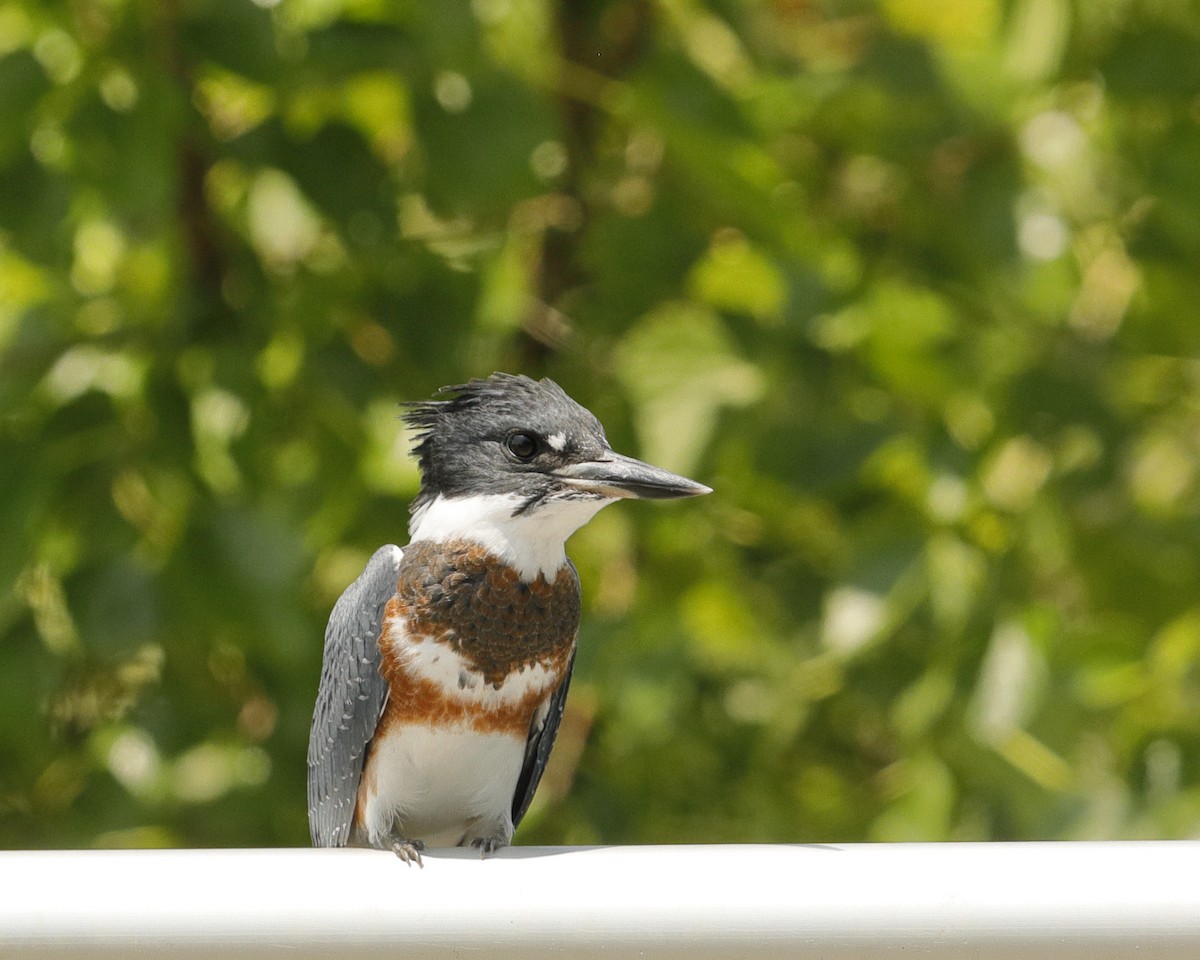 Belted Kingfisher - ML247615571