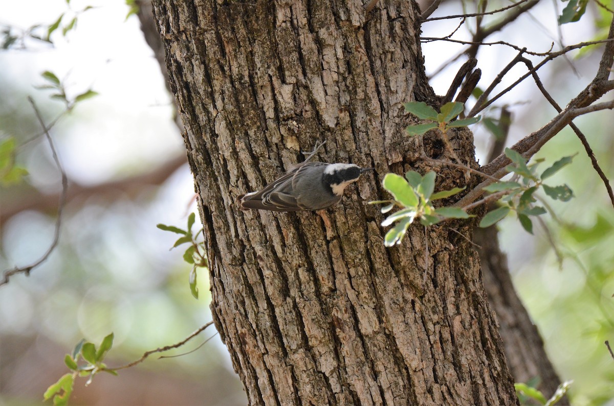 White-breasted Nuthatch - ML247617801