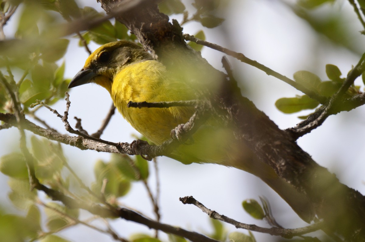 Hepatic Tanager (Northern) - ML247617951