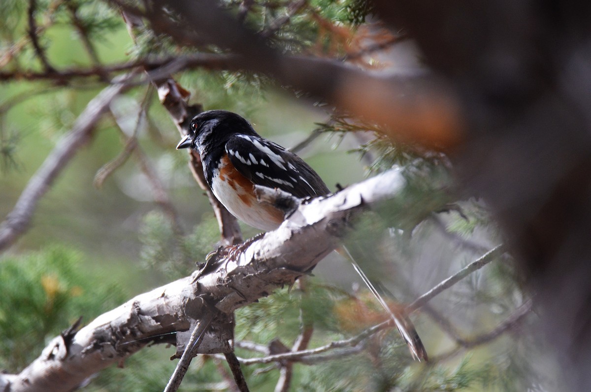 Spotted Towhee - ML247618001
