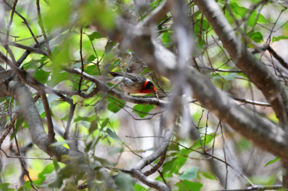 Red-faced Warbler - ML247619221