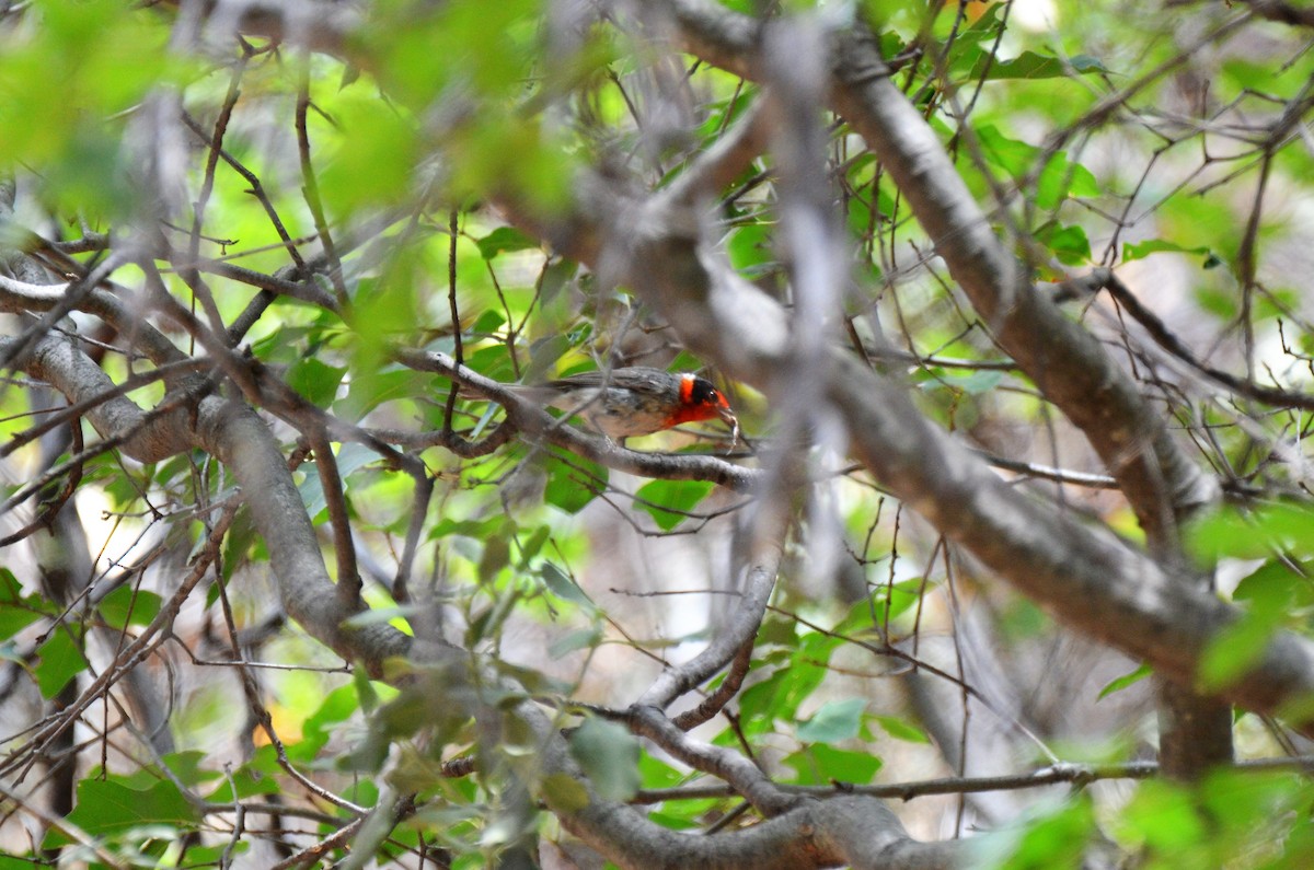 Red-faced Warbler - ML247619311
