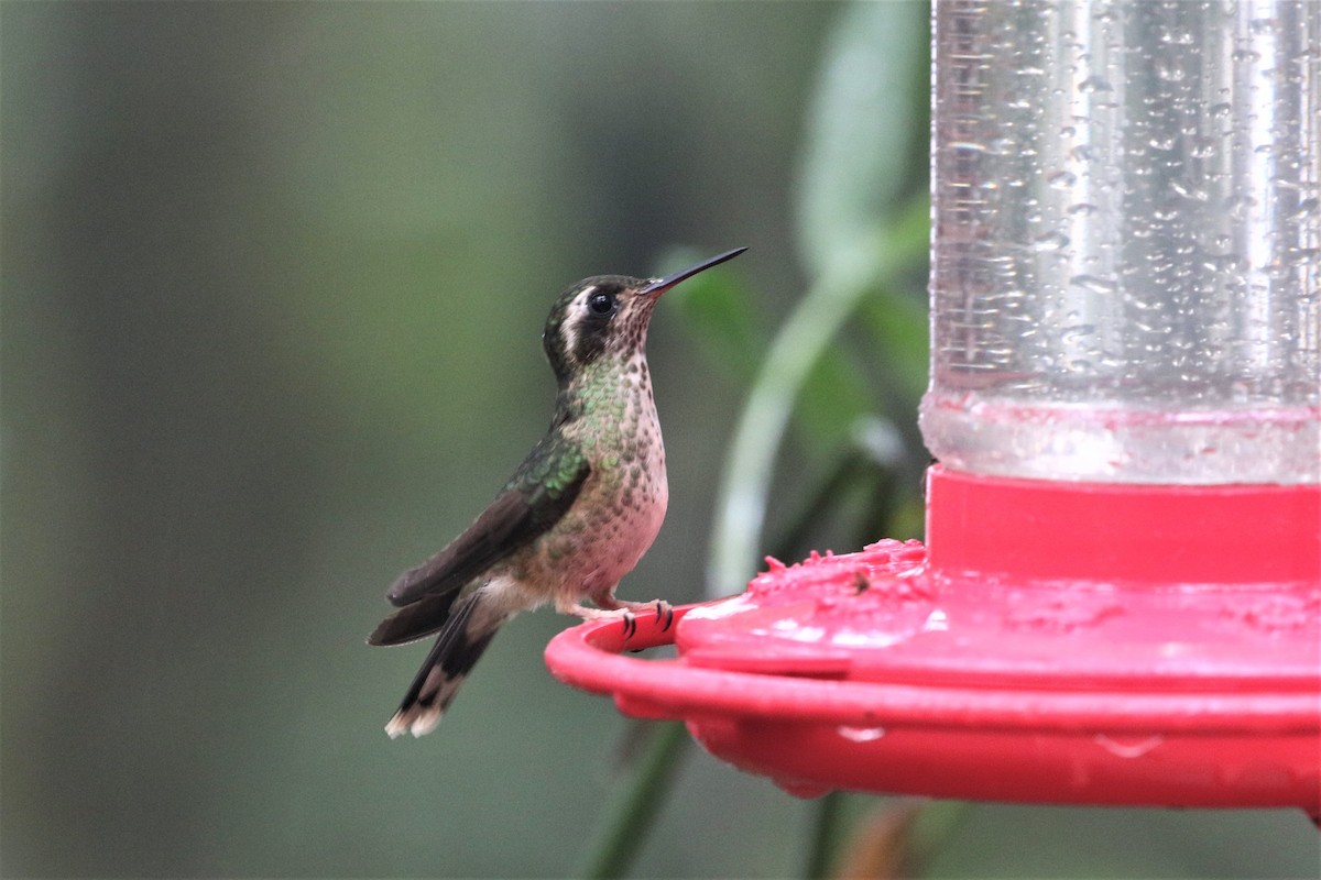 Speckled Hummingbird - ML247620901