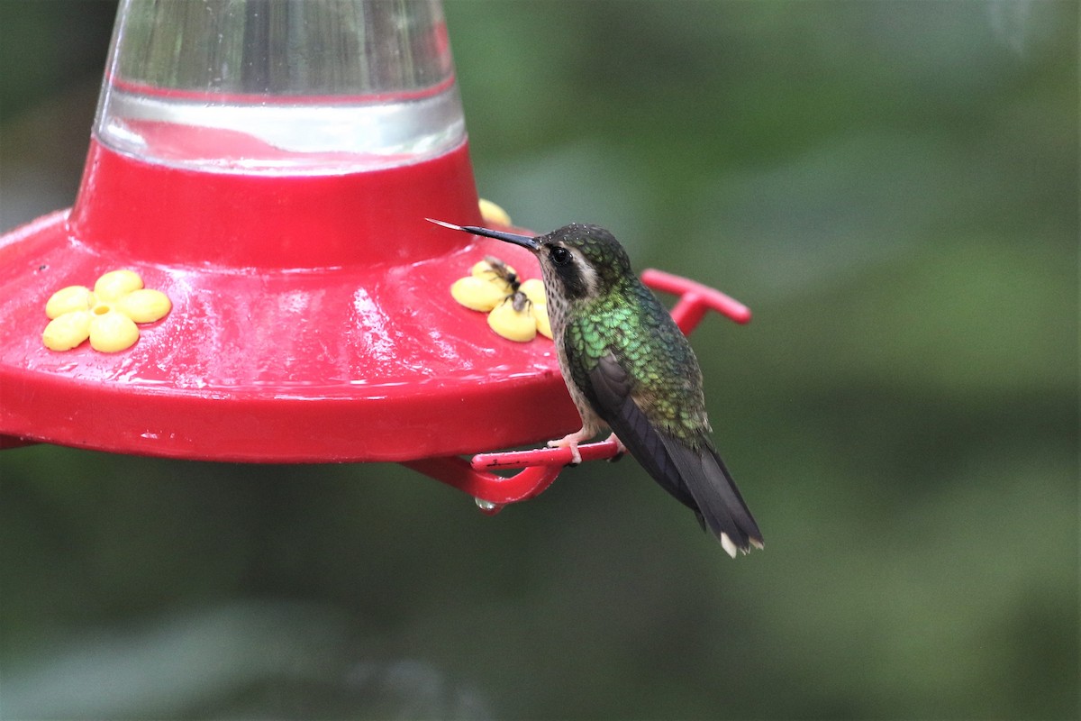 Speckled Hummingbird - ML247620941