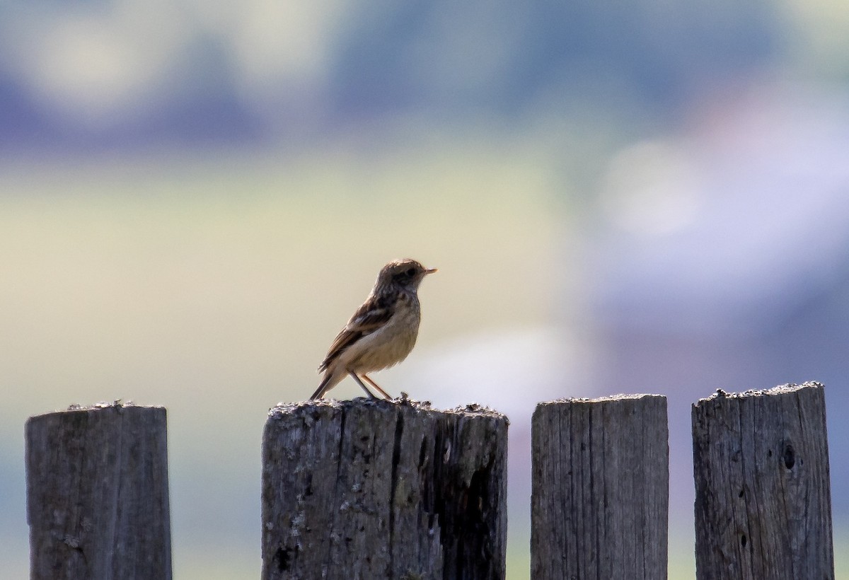 Whinchat - ML247622401