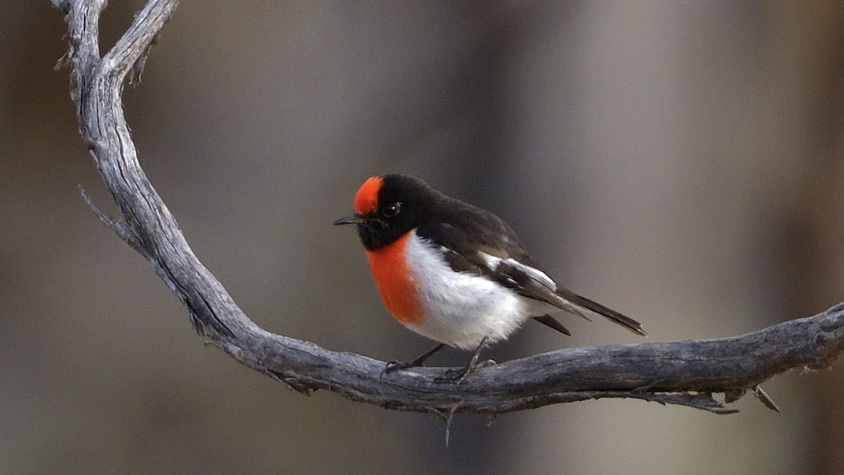 Red-capped Robin - ML247623981