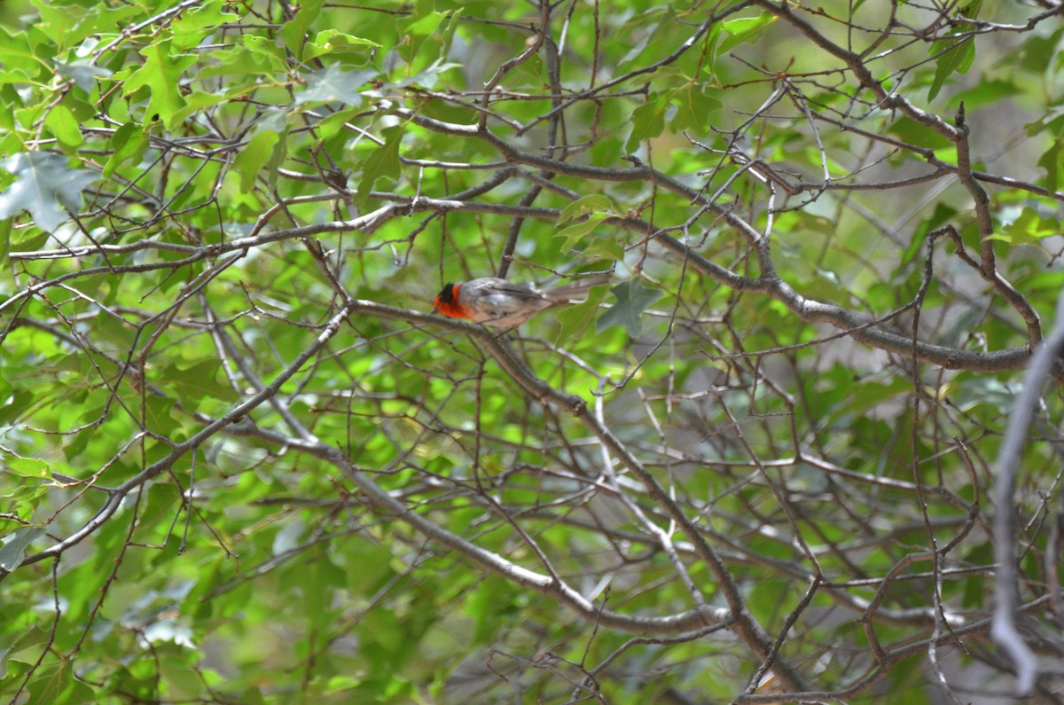 Red-faced Warbler - ML247624521