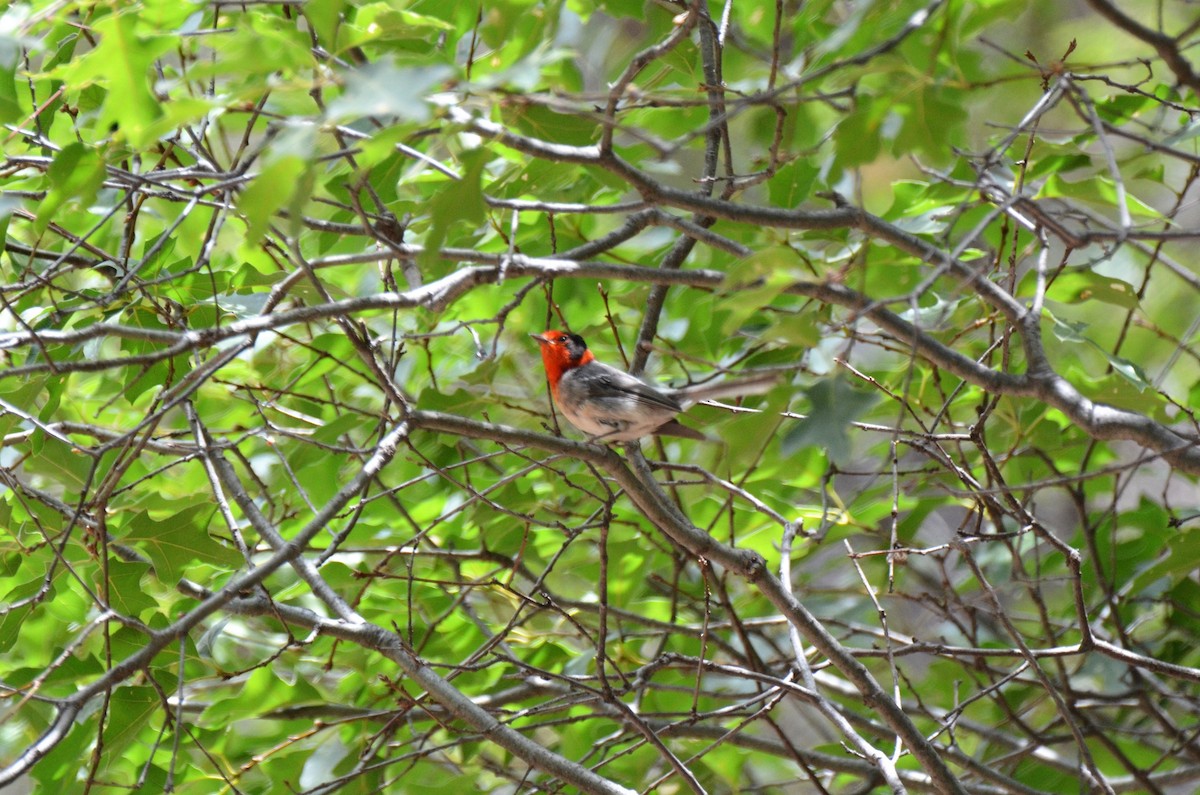Red-faced Warbler - ML247624551