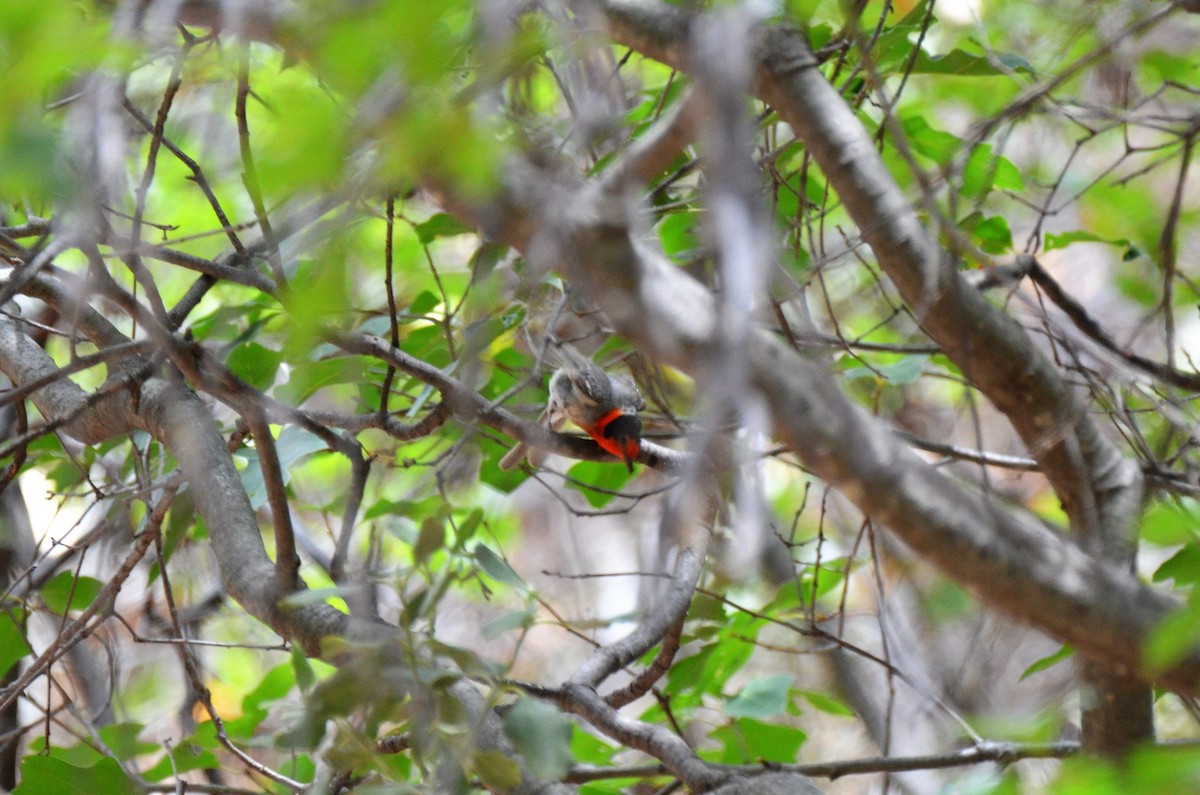 Red-faced Warbler - ML247624701