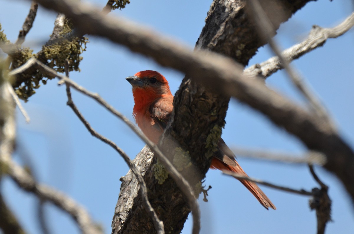 Hepatic Tanager (Northern) - Jeff Sexton