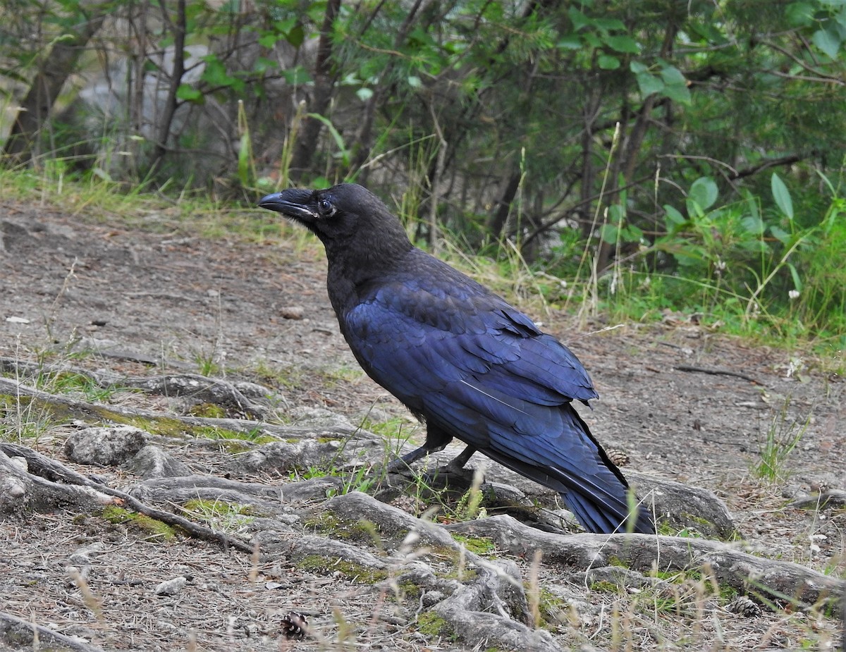 Common Raven - Xeniya Volya