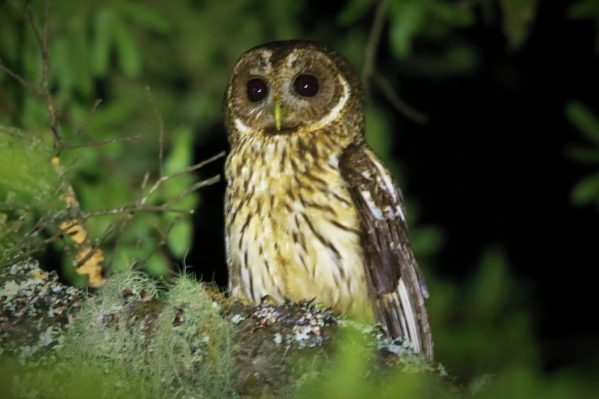 Mottled Owl - FELIPE SAN MARTIN