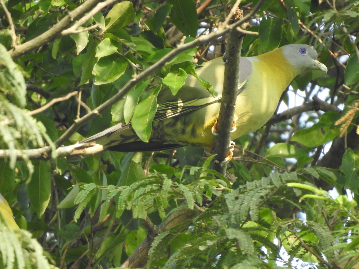Yellow-footed Green-Pigeon - ML247627111