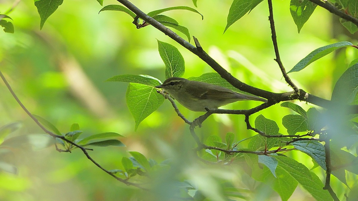 Large-billed Leaf Warbler - xiwen CHEN