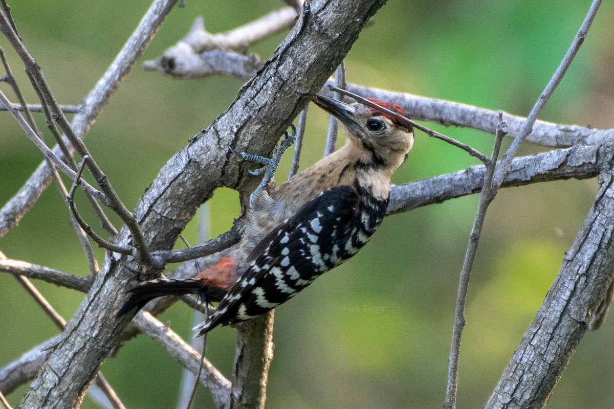 Fulvous-breasted Woodpecker - ML247628401