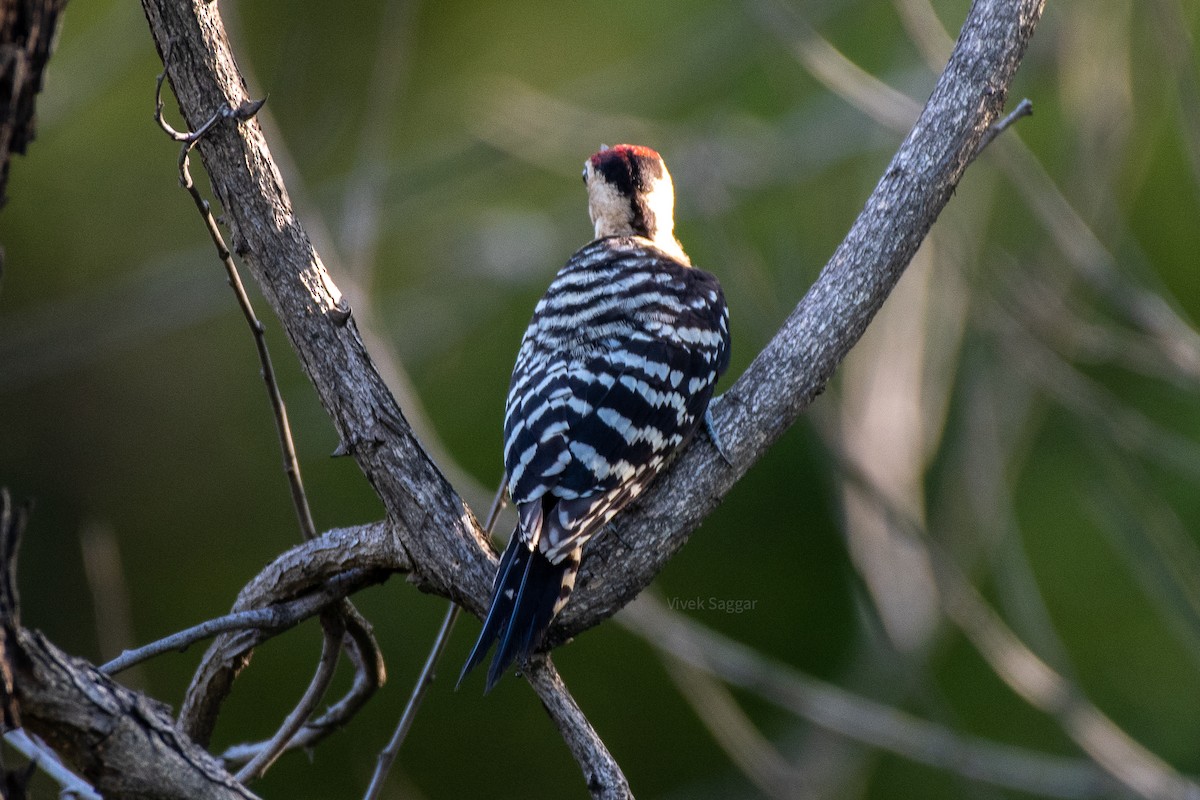 Fulvous-breasted Woodpecker - Vivek Saggar