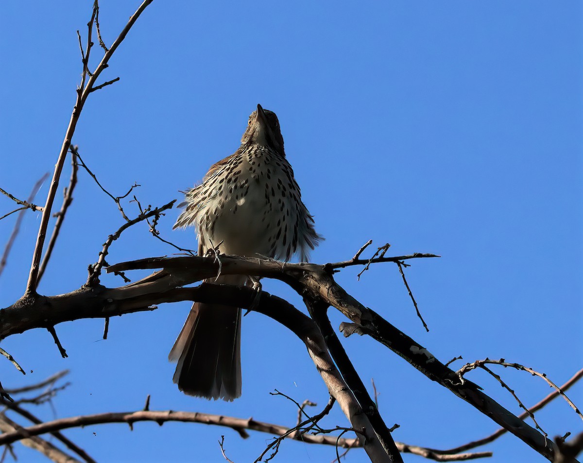 eBird Checklist 4 Jul 2020 Twin Buttes Reservoir 30 species