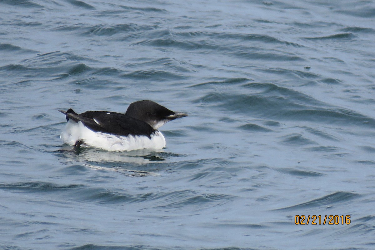 Thick-billed Murre - Paul Wolter