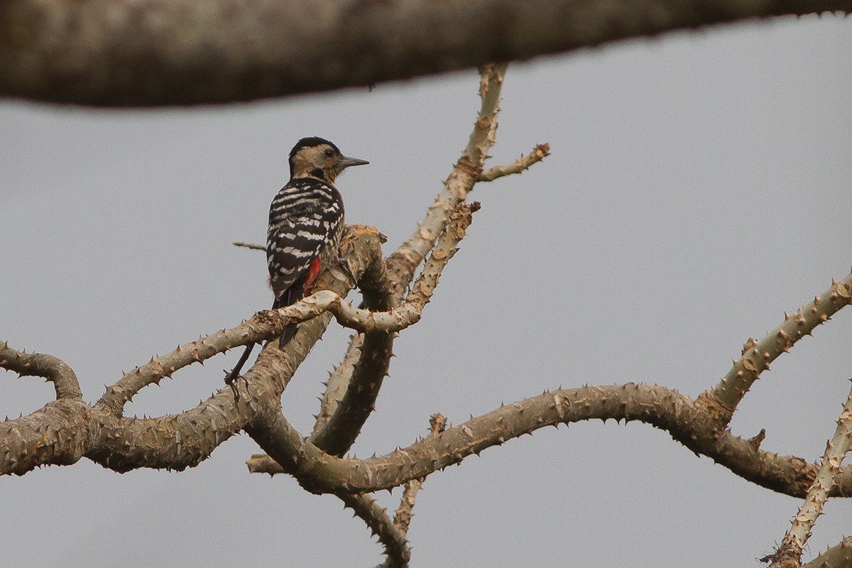 Fulvous-breasted Woodpecker - Dibyendu Ash