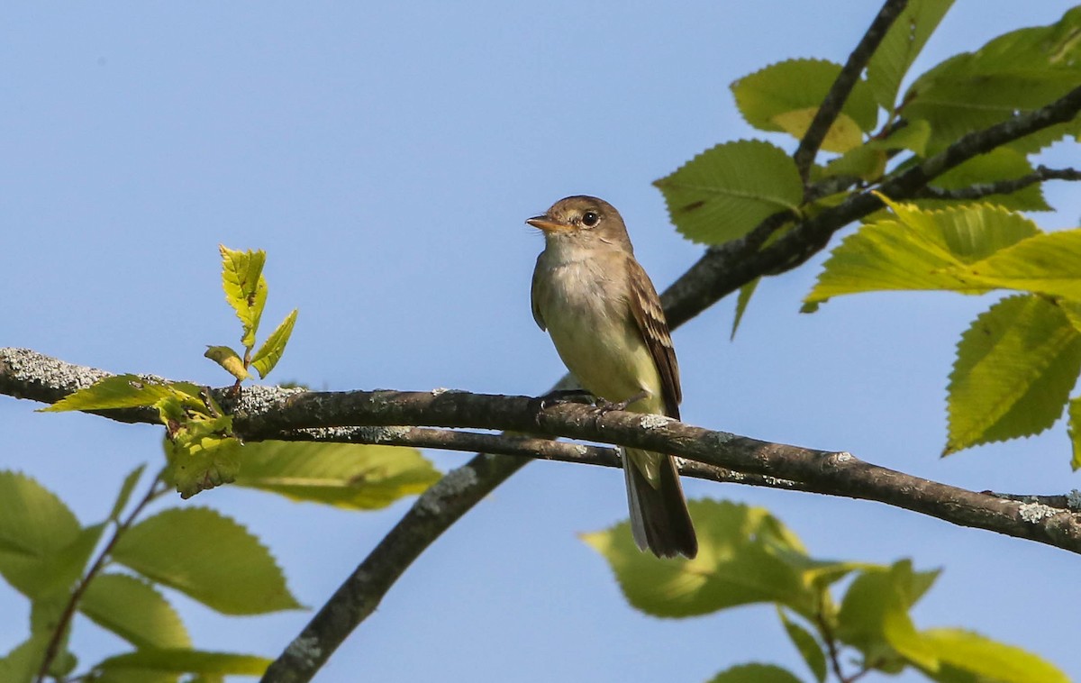 Willow Flycatcher - Phil Kenny
