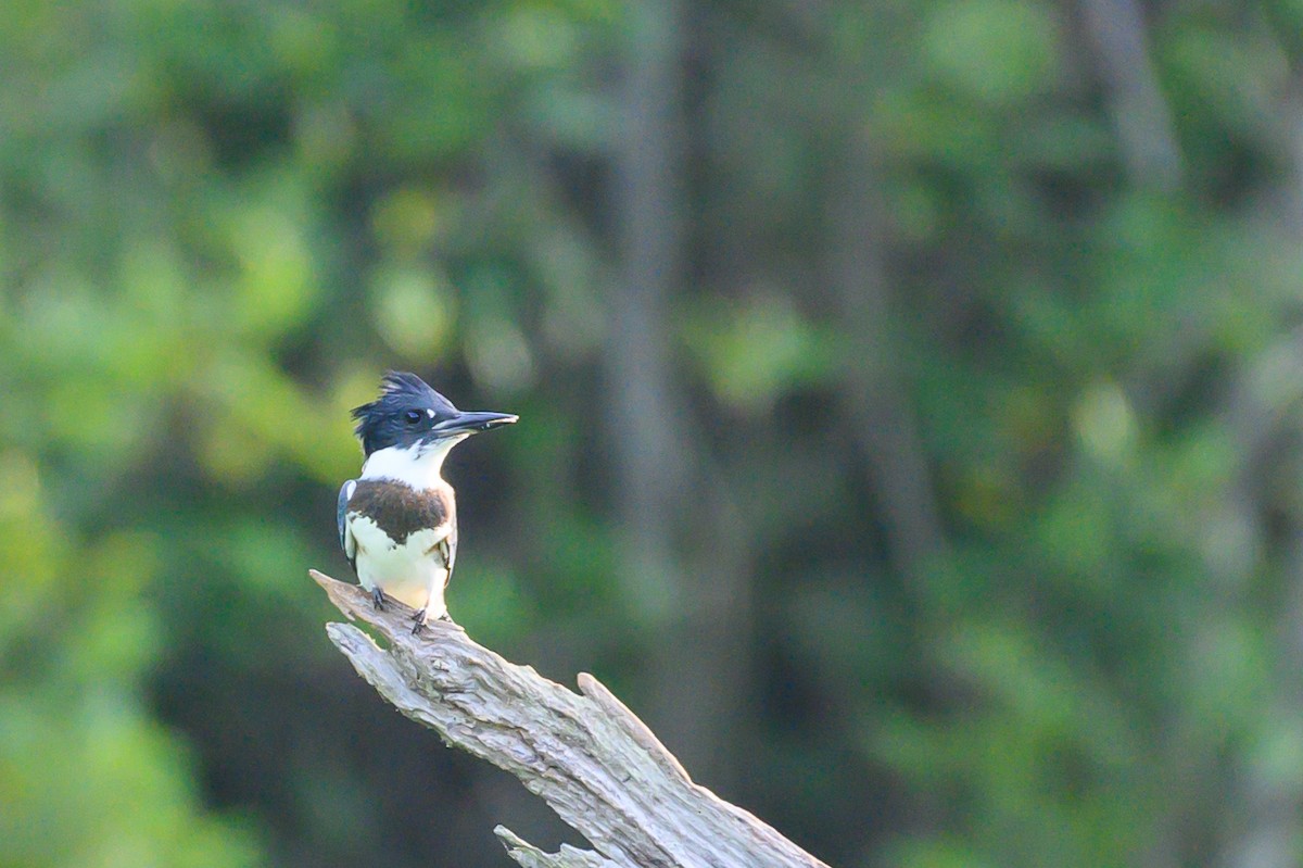 Belted Kingfisher - ML247632931