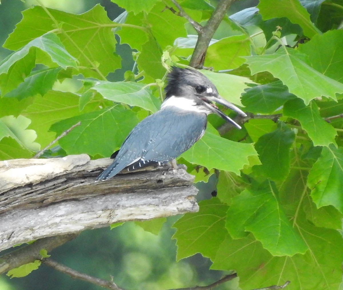 Belted Kingfisher - ML247637191