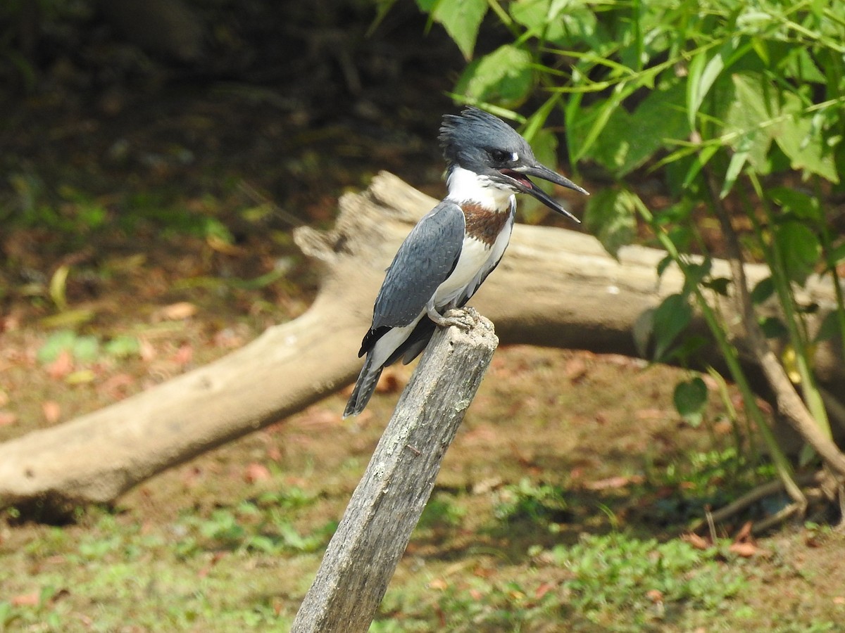 Belted Kingfisher - ML247637201
