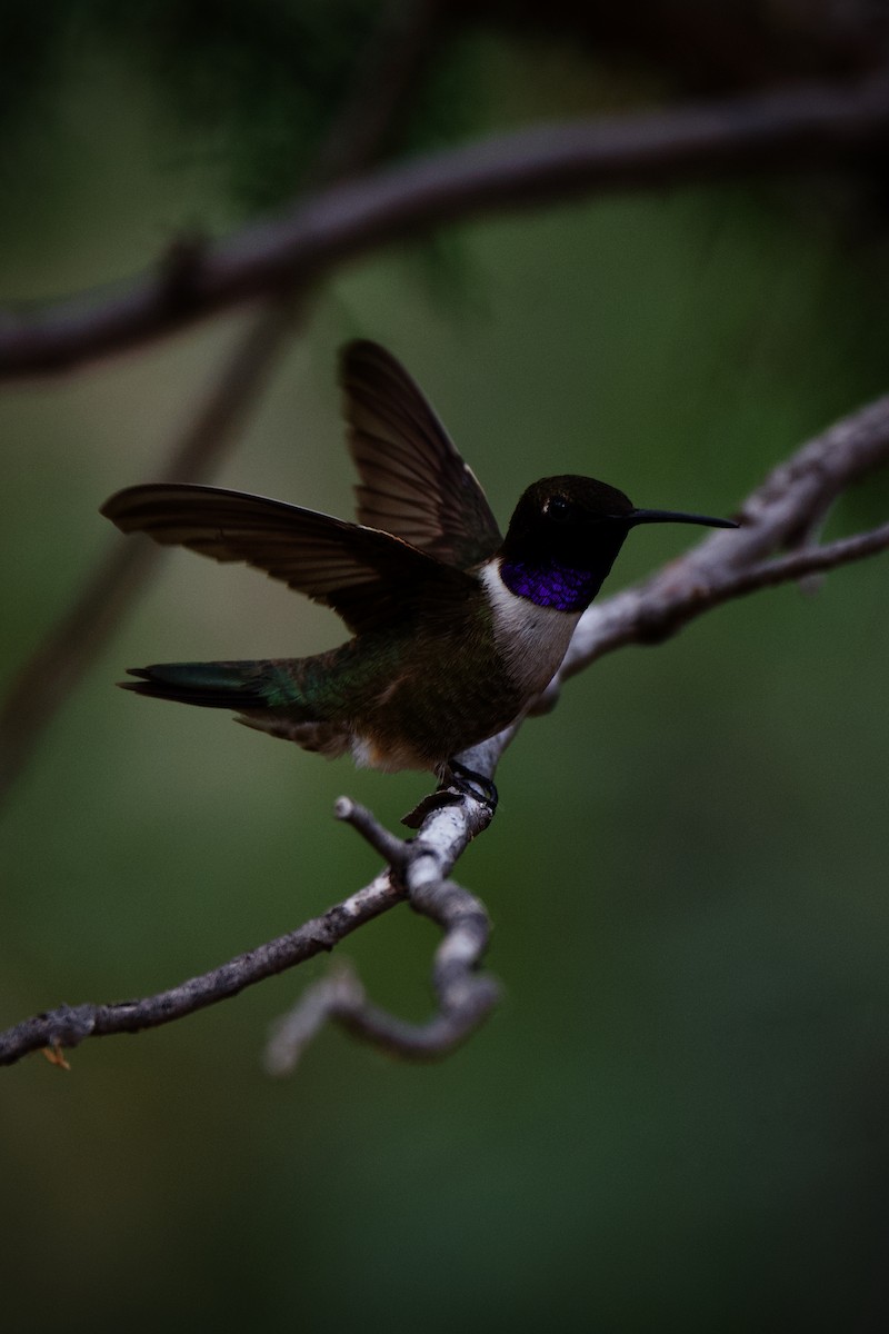 Black-chinned Hummingbird - ML247637361