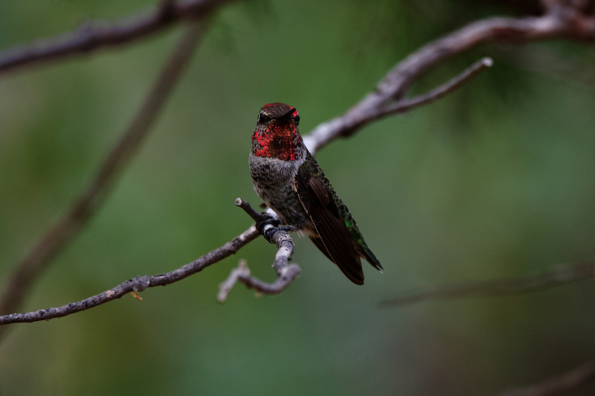 Anna's Hummingbird - ML247638111