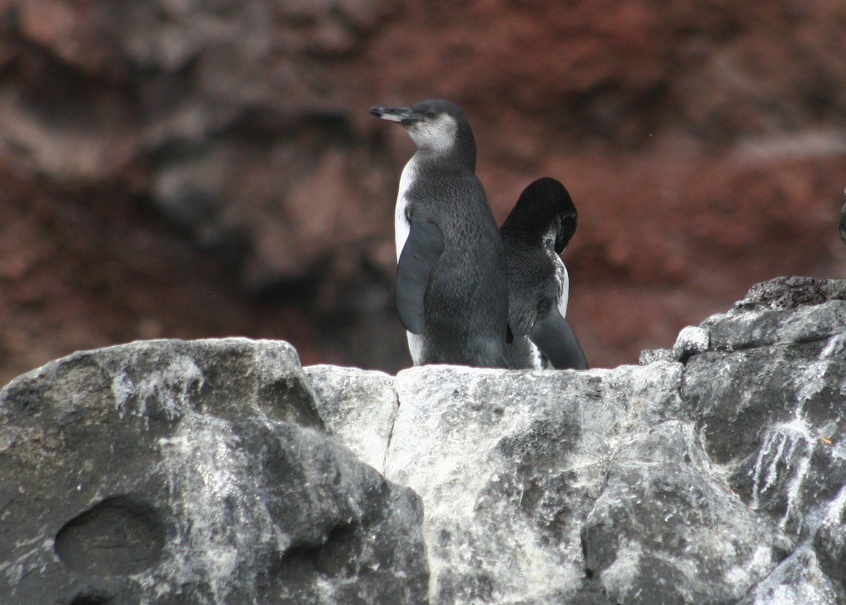Galapagos Penguin - Richard Kaskan