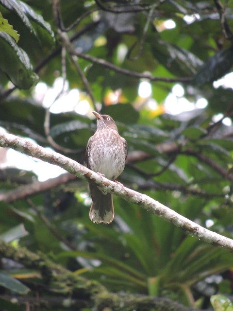 Pearly-eyed Thrasher (subspecies <em class="SciName">densirostris</em>). - Pearly-eyed Thrasher - 