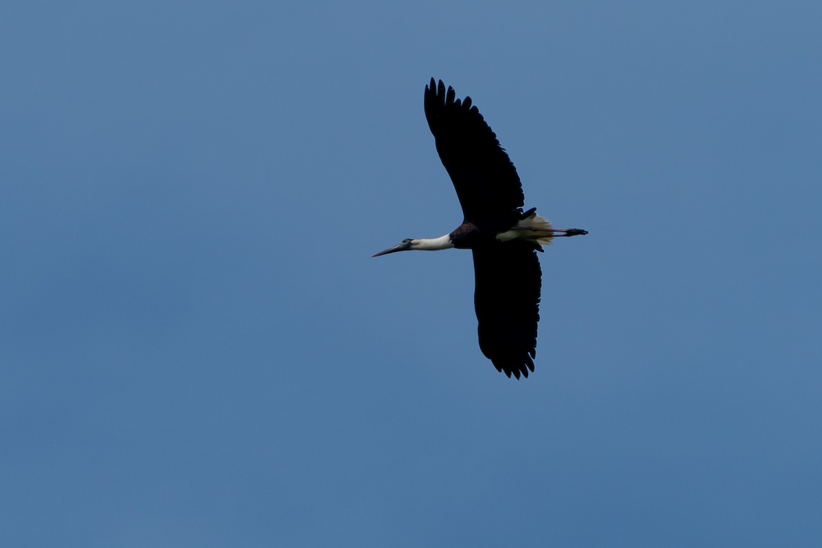 Asian Woolly-necked Stork - Joao Quental JQuental