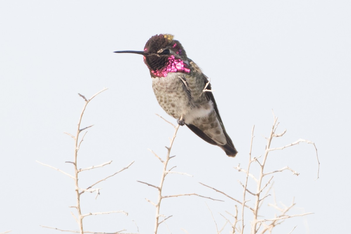 Anna's Hummingbird - ML24764721